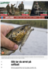 Slik tar du ørret på softbait