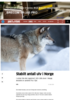 Stabilt antall ulv i Norge