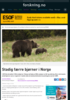 Stadig færre bjørner i Norge
