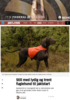 Still med lydig og trent fuglehund til jaktstart