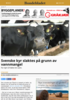Svenske kyr slaktes på grunn av vannmangel