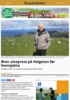 Øver ulvepress på Helgesen før lisensjakta