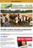Vil løfte mindre ammeku-produsenter